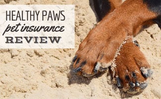 best dog insurance Dog insurance: best dog insurance reviews