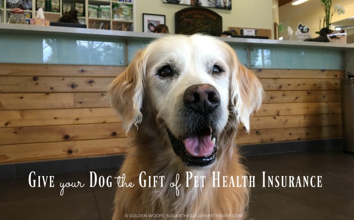 best dog health insurance reviews