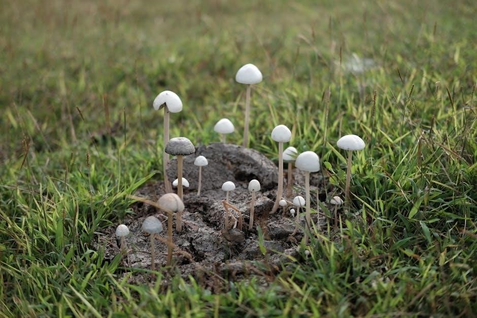 audubon field guide mushrooms audubon field guide mushrooms